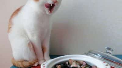 猫とシェアできる食べ物