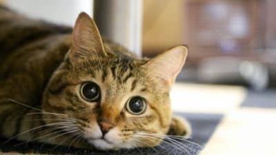 猫の鳴き声で分かる
