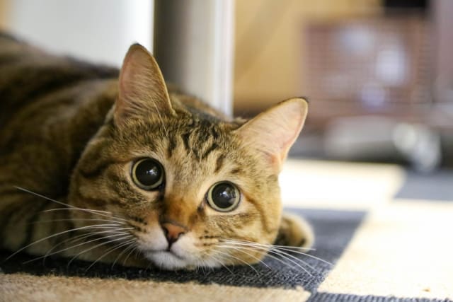 猫の鳴き声で分かる
