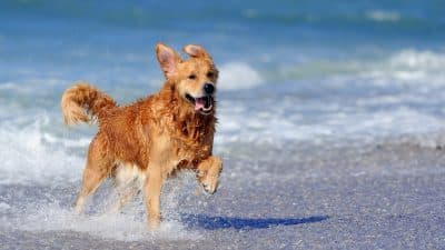 気をつけたいペットの夏の健康