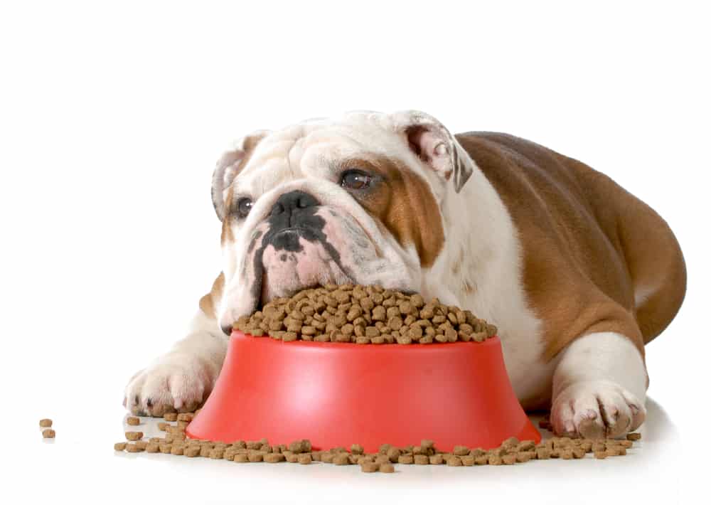 犬に絶対食べさせてはいけない