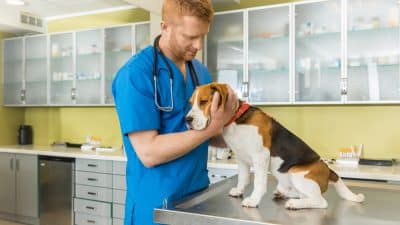 あなたの犬をフィラリアから守るためにできるこ