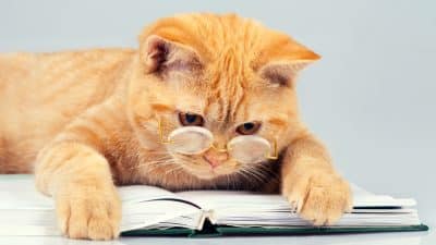 動物は自然災害を予知できるのか