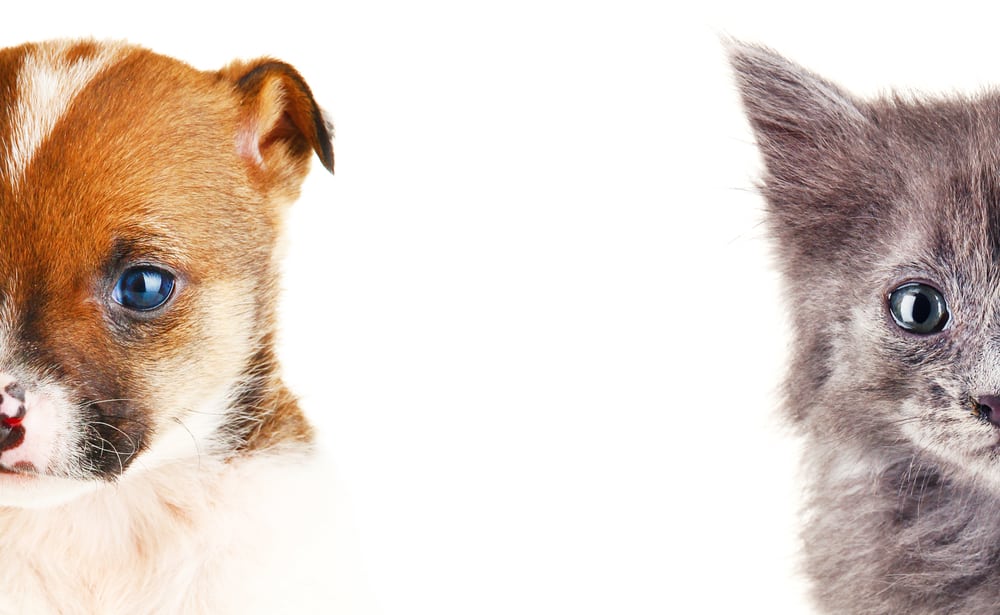 動物は自然災害を予知できるのか